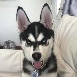 Meet your Posher, Bich-van